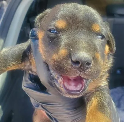 A baby small-sized male Black Mixed Breed dog named 61303522 for adoption in El Paso, TX
