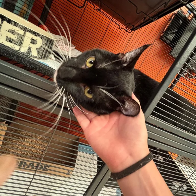 An adult large-sized male Black Domestic Short Hair cat named Magic  Ball for adoption in Westminster, CA