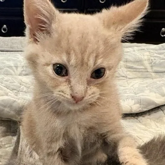 A baby small-sized female Orange / Red Domestic Short Hair cat named Newt for adoption in East Hanover, NJ