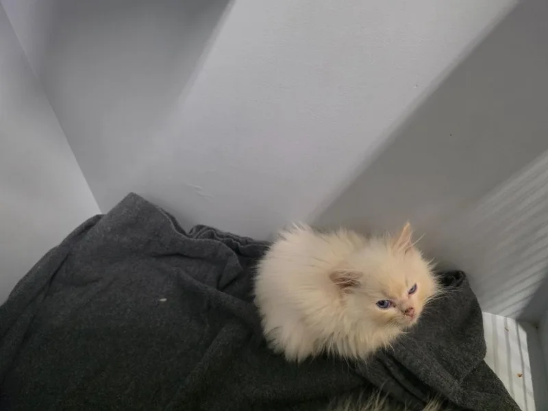 A baby small-sized female Ragdoll cat named Carmello for adoption in Sidney, NY