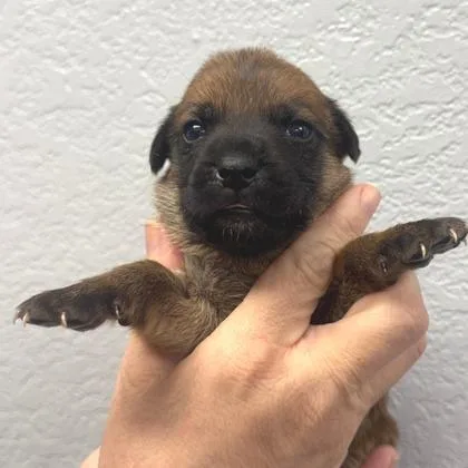 A baby small-sized male Chihuahua dog named Corderoy for adoption in Morton Grove, IL