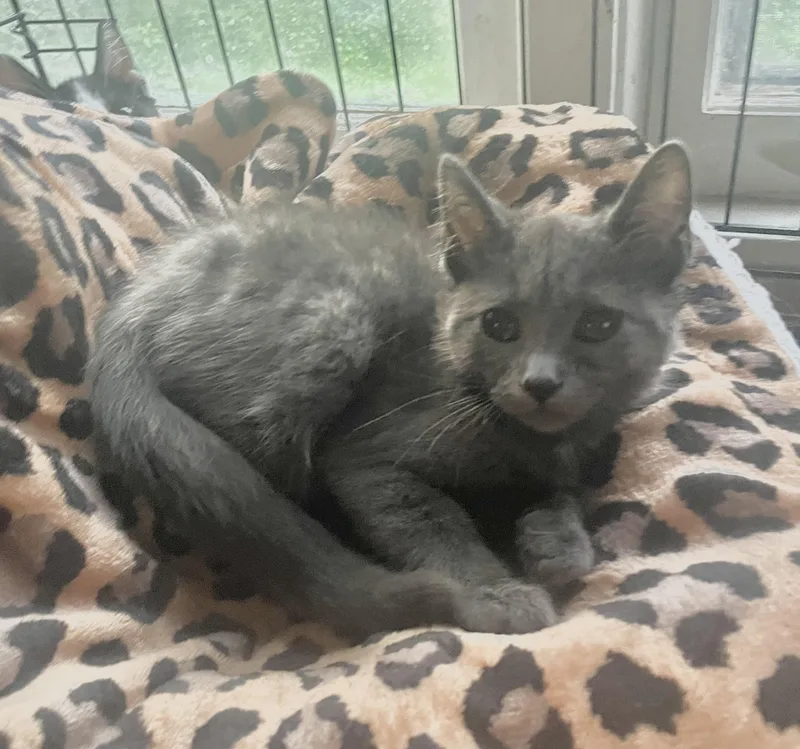 A baby small-sized female Domestic Short Hair cat named Pearl for adoption in Troy, NY