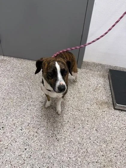 An adult medium-sized female Terrier dog named Raja for adoption in Gastonia, NC