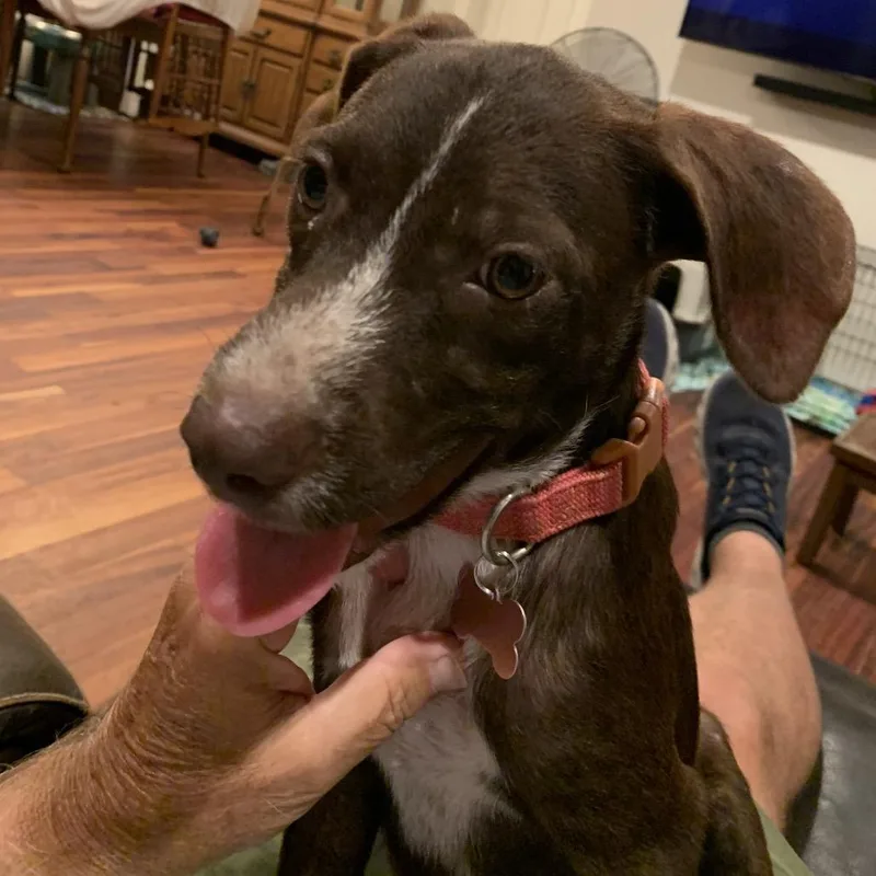 A young small-sized male Brown / Chocolate Border Collie dog named Cedar for adoption in Volcano, HI