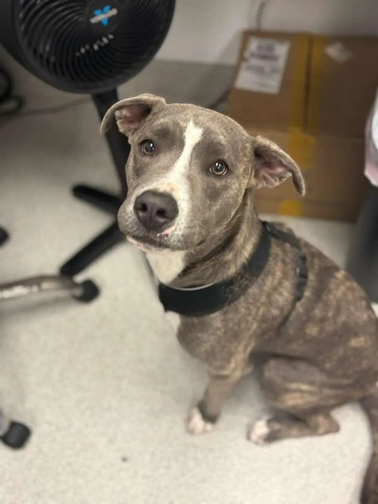 A baby medium-sized male Pit Bull Terrier dog named Hogan for adoption in Phoenix, AZ