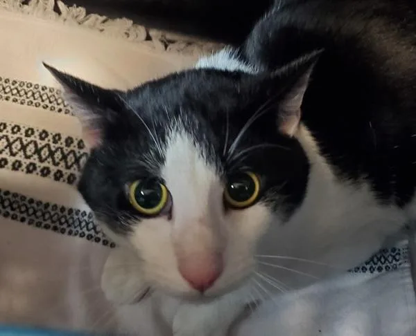 A young medium-sized male Domestic Short Hair cat named Von for adoption in Oceanside, CA