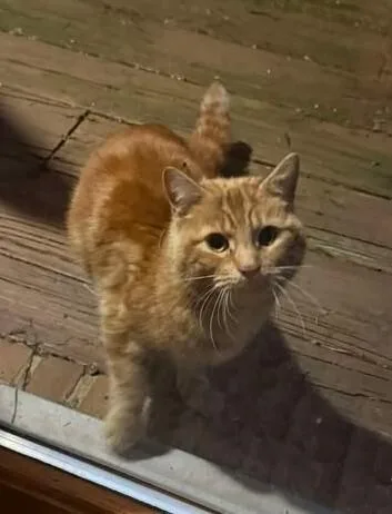 A young medium-sized male Tabby (Orange / Red) Domestic Short Hair cat named Tomas for adoption in Adrian, MI