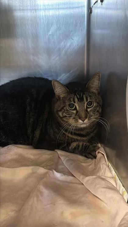 An adult medium-sized female Domestic Long Hair cat named Gamora for adoption in Largo, FL