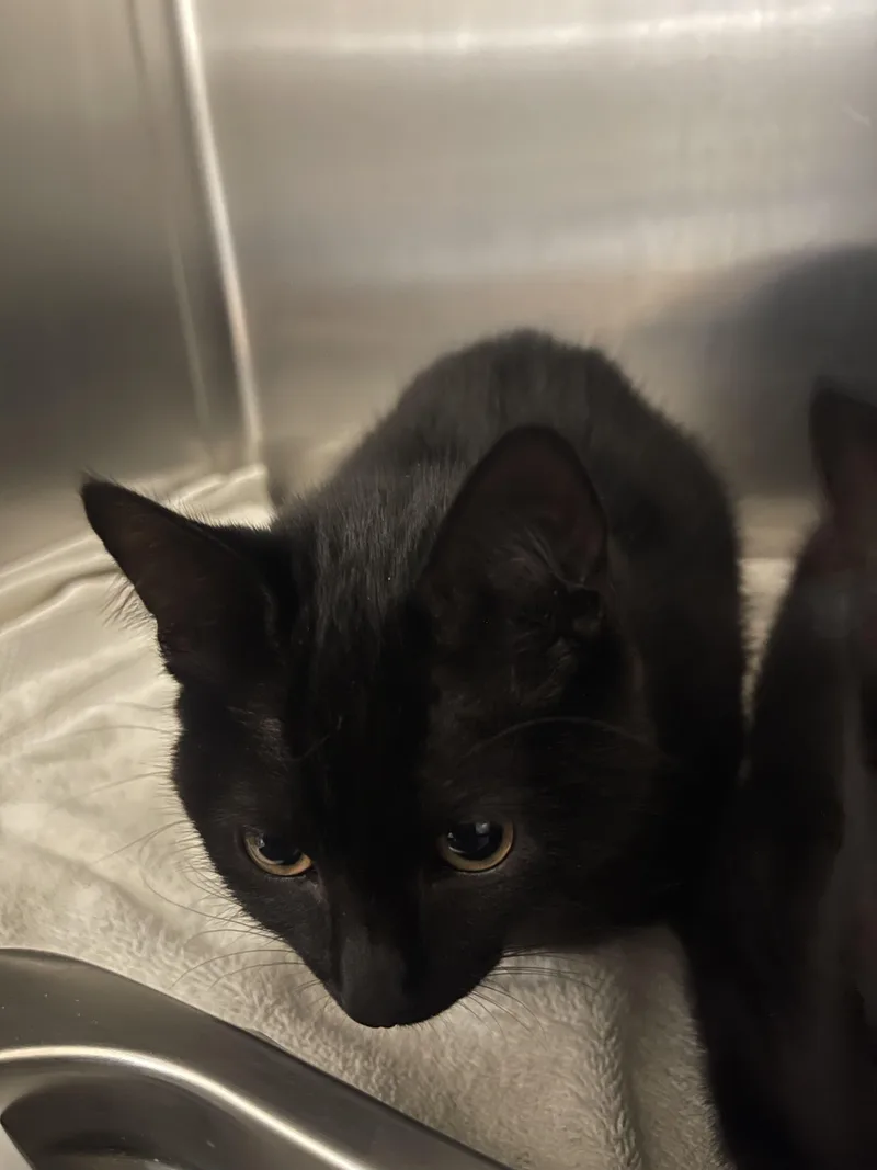 A baby small-sized male Domestic Short Hair cat named A for adoption in San Pedro, CA