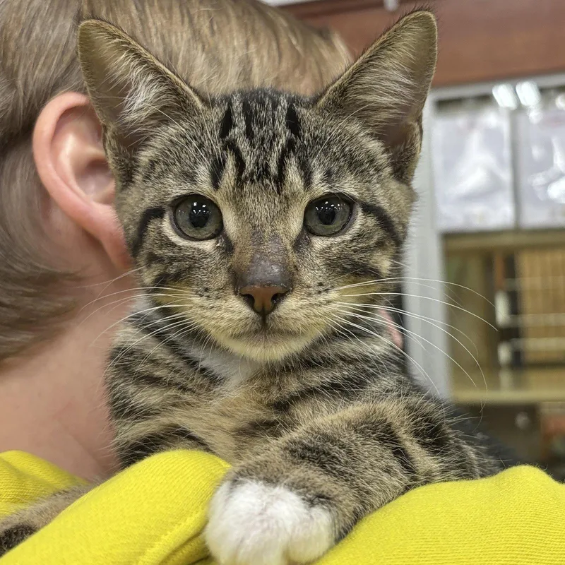 A baby medium-sized male Domestic Short Hair cat named Acorn for adoption in Sonora, CA