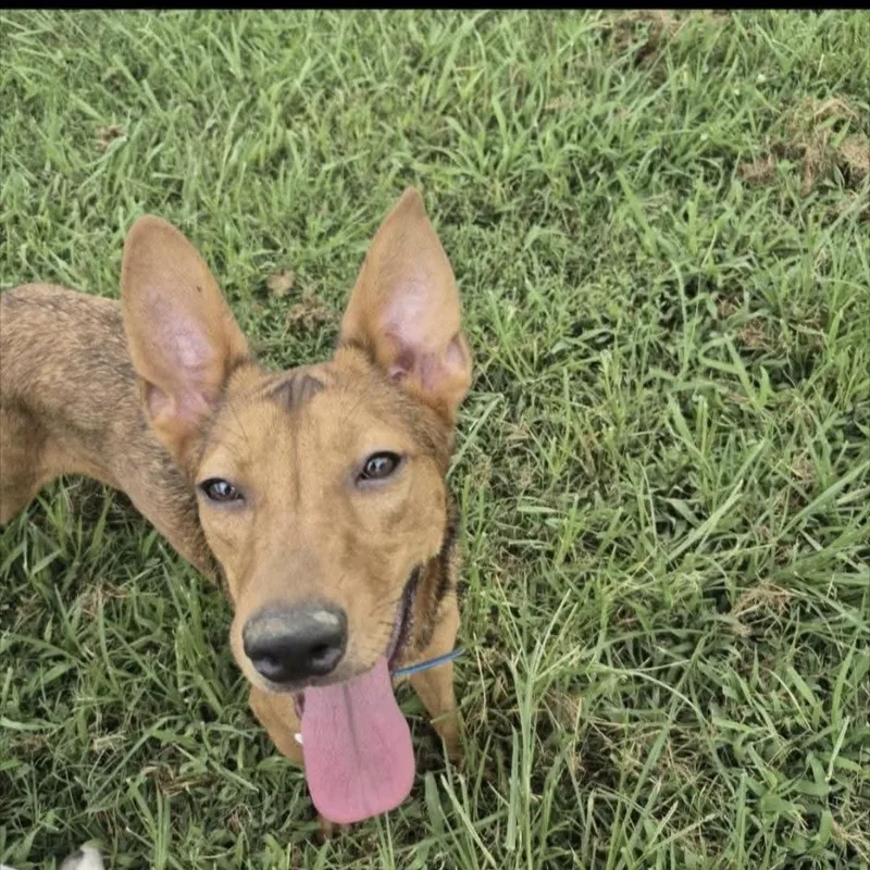 A young medium-sized female Red / Chestnut / Orange Shepherd dog named Lainey for adoption in Chesapeake, VA