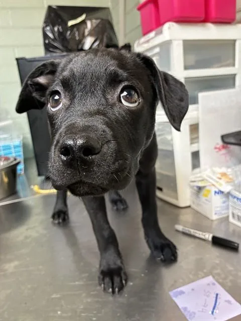 A baby small-sized male Terrier dog named Happy for adoption in Stockton, CA