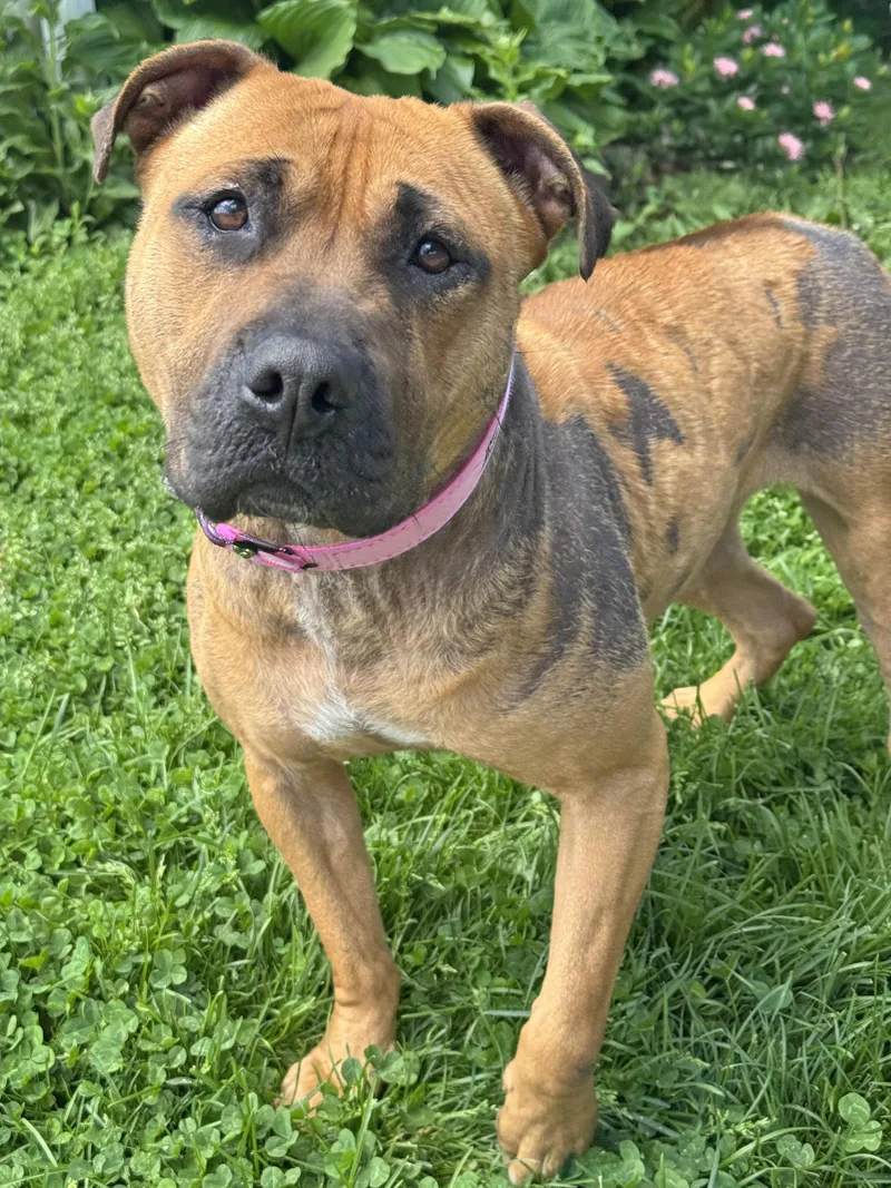 An adult medium-sized female Brown / Chocolate Pit Bull Terrier dog named Penelope for adoption in Anderson, IN