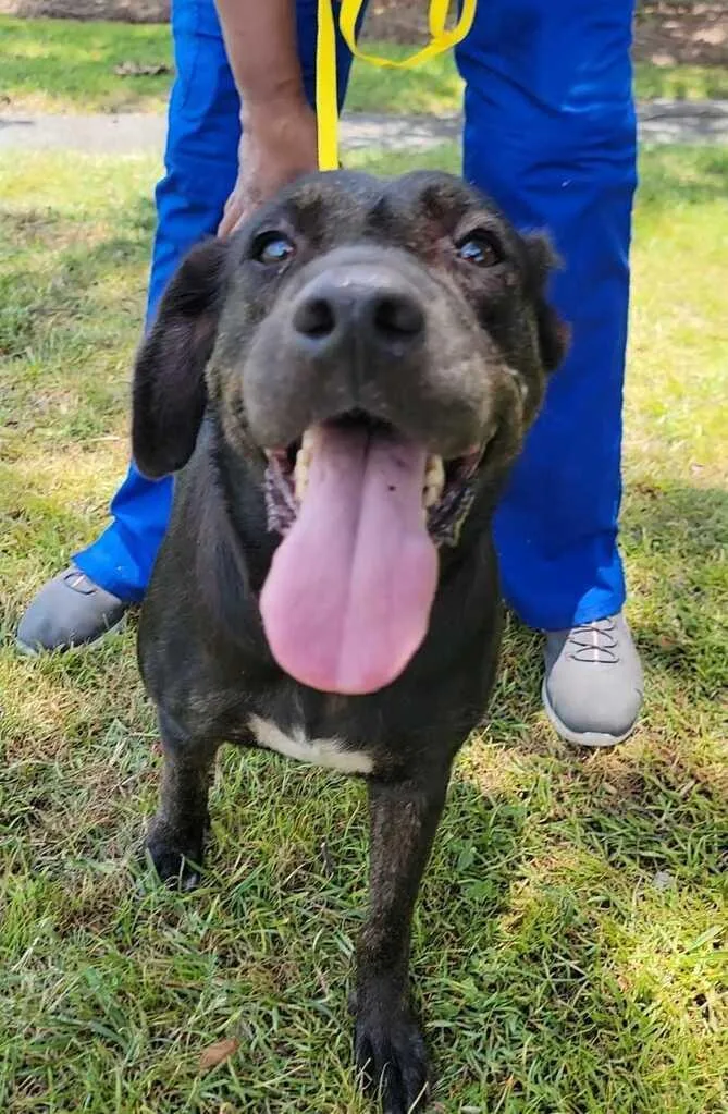 An adult medium-sized female Black Labrador Retriever dog named Harley for adoption in Valdosta, GA