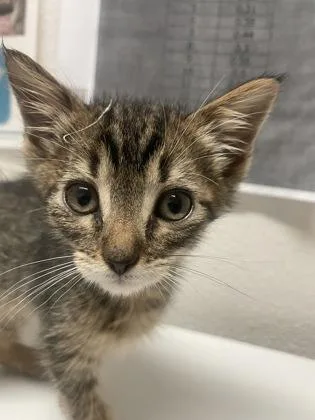 A baby small-sized male Domestic Short Hair cat named Clover for adoption in Sacramento, CA