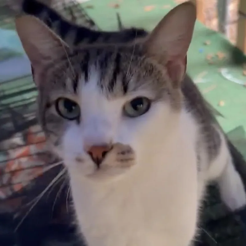 An adult medium-sized male White Domestic Short Hair cat named Oscar for adoption in Marietta, GA