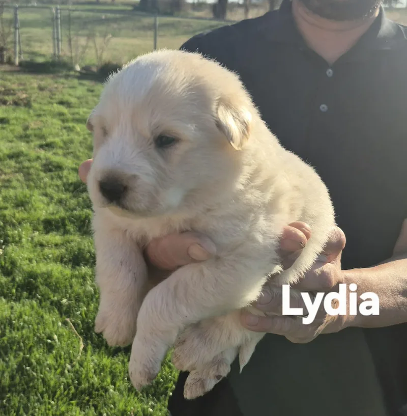 Lacy  Lydia  thumbnail 2