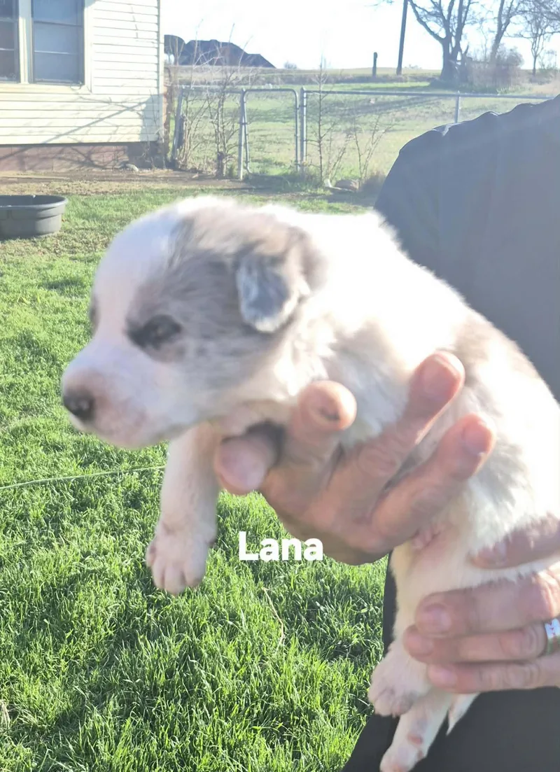 Lacy  Lydia  thumbnail 3