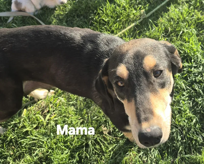 Lacy  Lydia  thumbnail 4