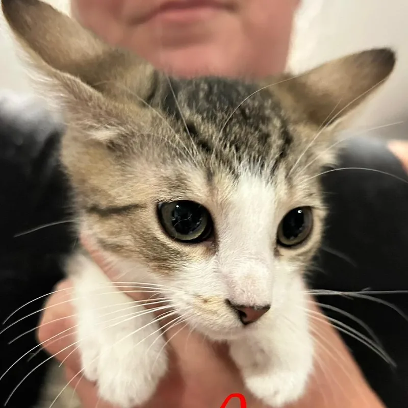 A baby small-sized male White Domestic Short Hair cat named Dale for adoption in Irwin, PA