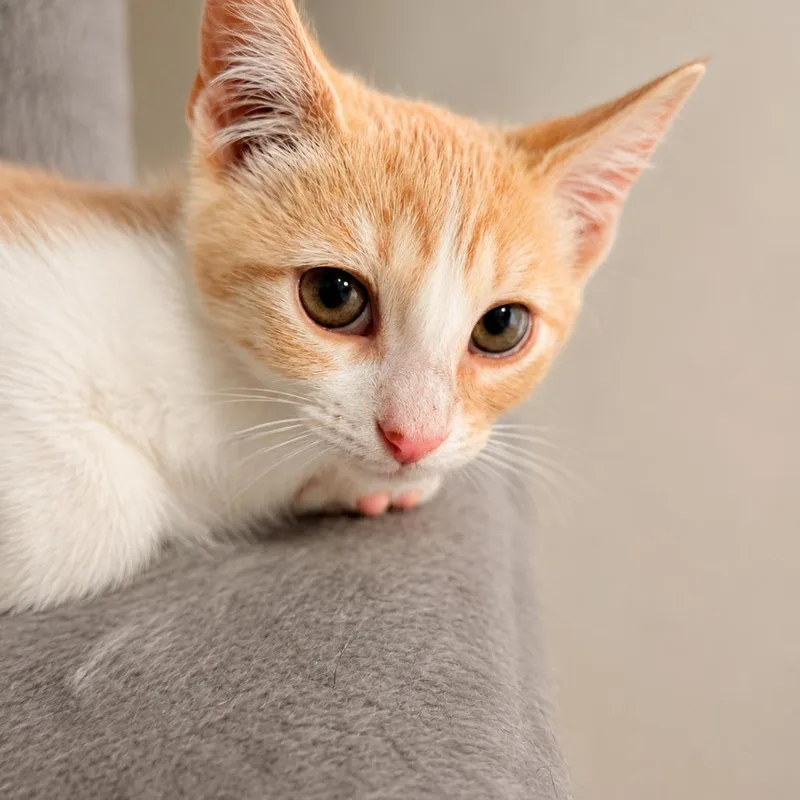 A baby small-sized male Orange / Red American Shorthair cat named Honey for adoption in Bessemer, AL