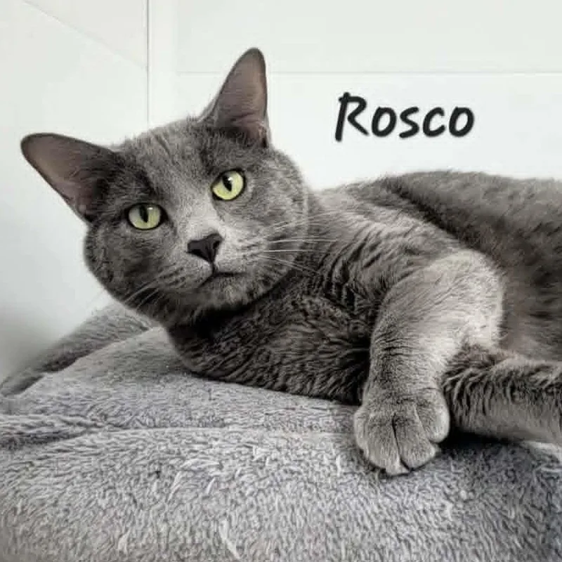 Rosco