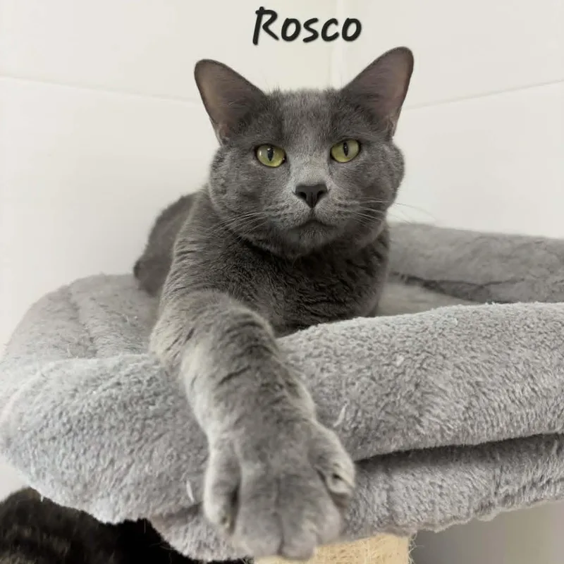 Rosco thumbnail 2