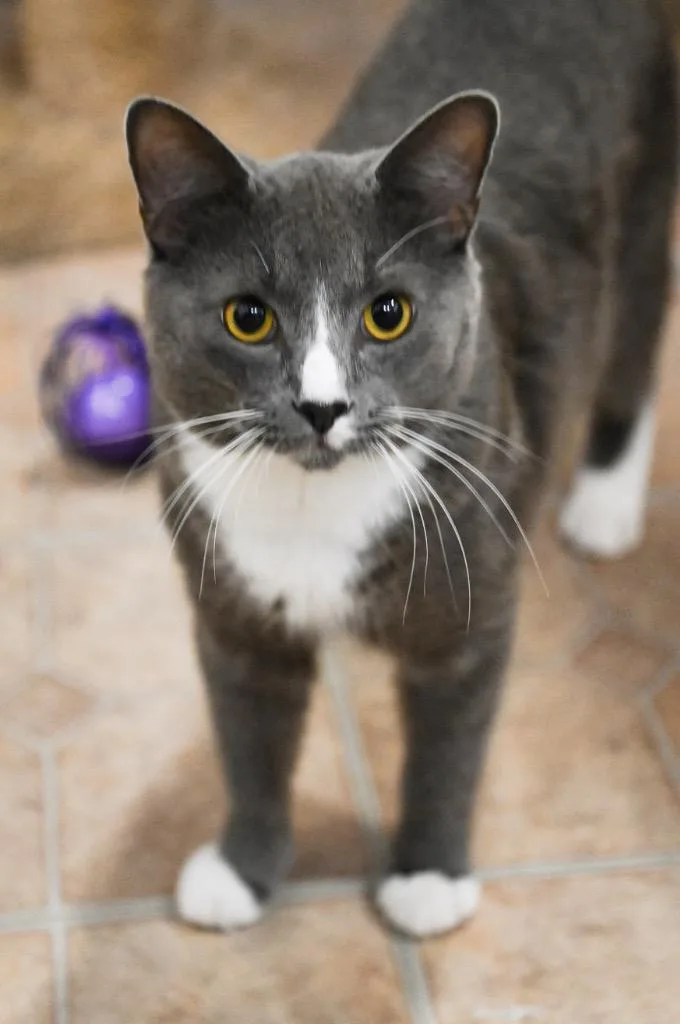 An adult large-sized male Domestic Short Hair cat named Boots for adoption in St. James City, FL