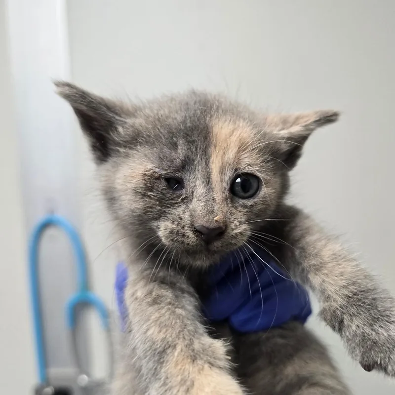 A baby small-sized female Tortoiseshell Domestic Short Hair cat named Silverbolt for adoption in Concord, NC