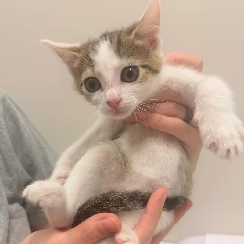A baby small-sized male Brown / Chocolate Domestic Short Hair cat named Enoki for adoption in Chattanooga, TN
