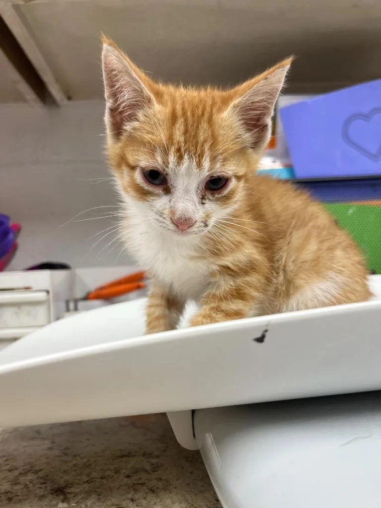 A baby small-sized male Domestic Short Hair cat named Butters for adoption in Lavonia, GA