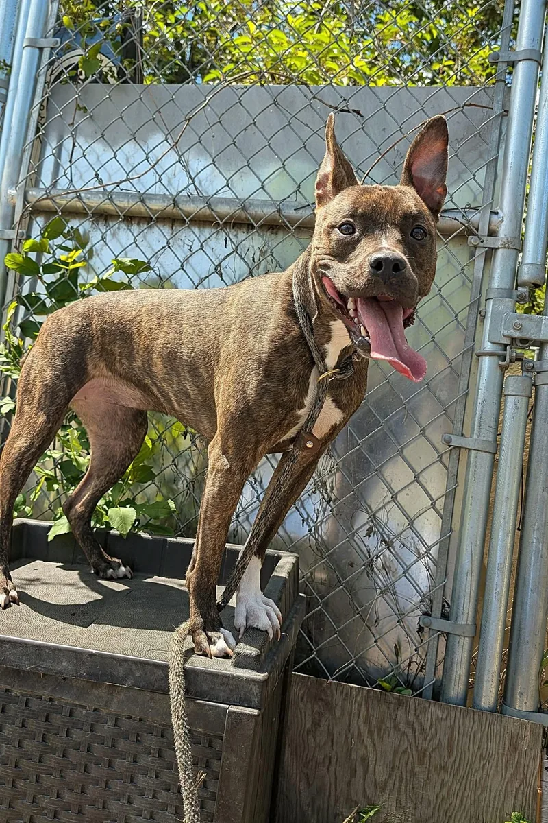 An adult medium-sized female Brindle Pit Bull Terrier dog named Spider for adoption in Chicago, IL