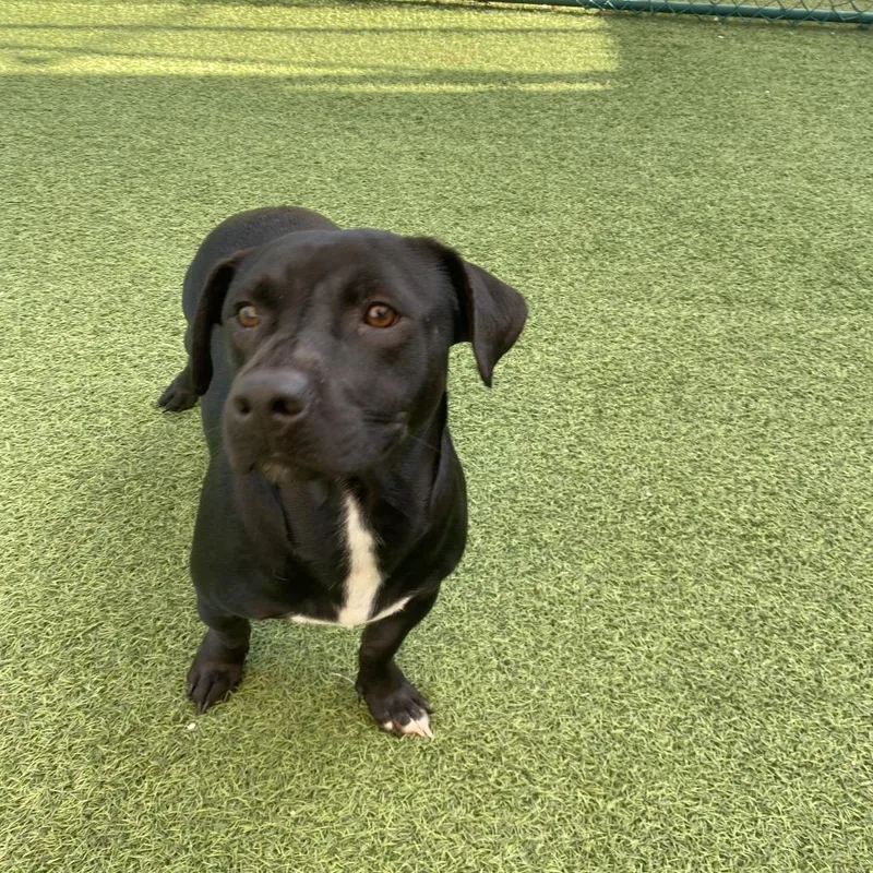 An adult medium-sized male Mixed Breed dog named Toby for adoption in LOXAHATCHEE, FL
