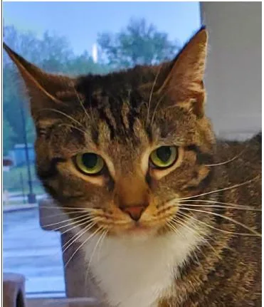 A young medium-sized female Domestic Short Hair cat named Joy for adoption in Greenfield, IN