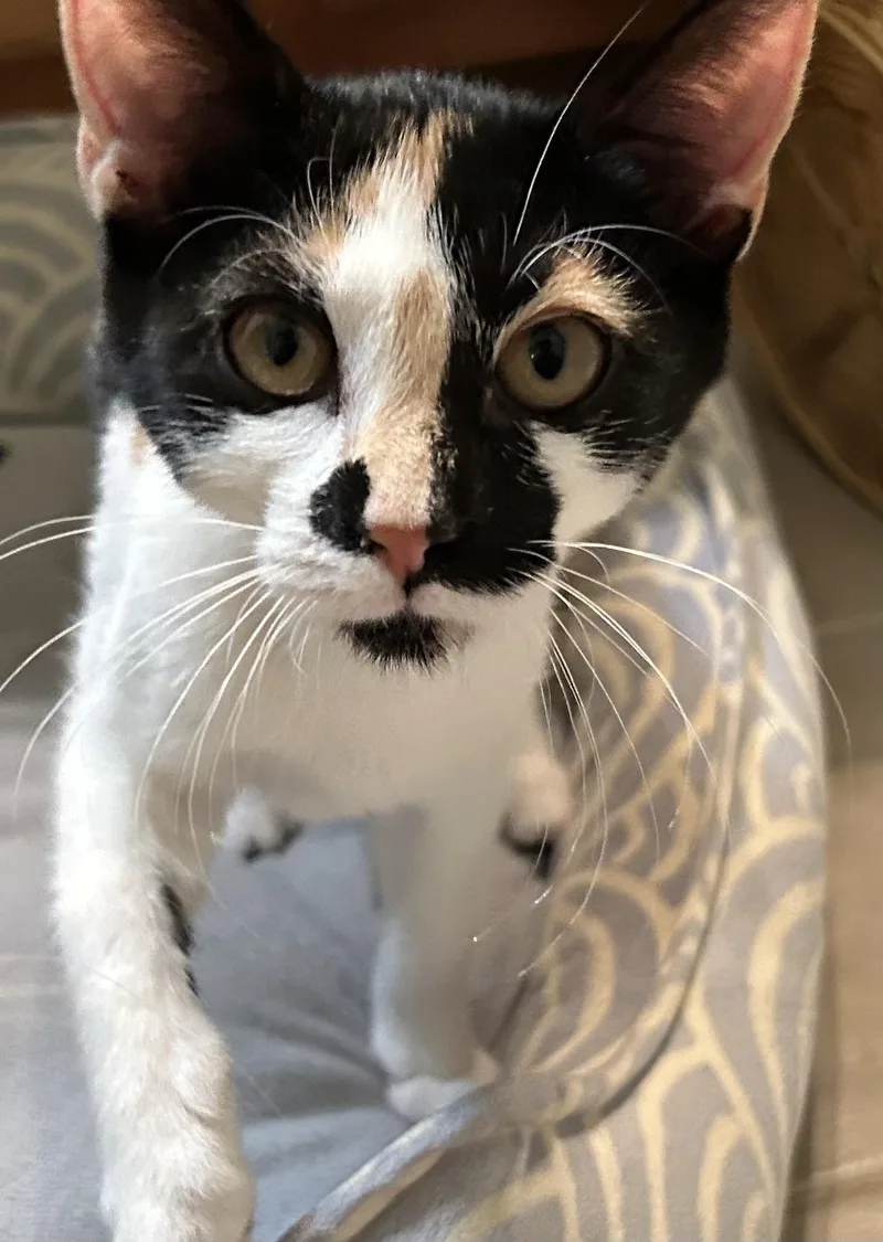A baby medium-sized female Calico Domestic Short Hair cat named Hobby for adoption in Smithfield, NC