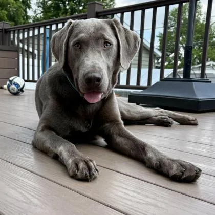 A young large-sized female Labrador Retriever dog named Lovie for adoption in Elk Grove Village, IL