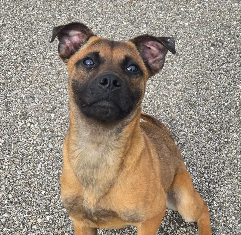 An adult small-sized female Brown / Chocolate Retriever dog named Fern for adoption in Xenia , OH