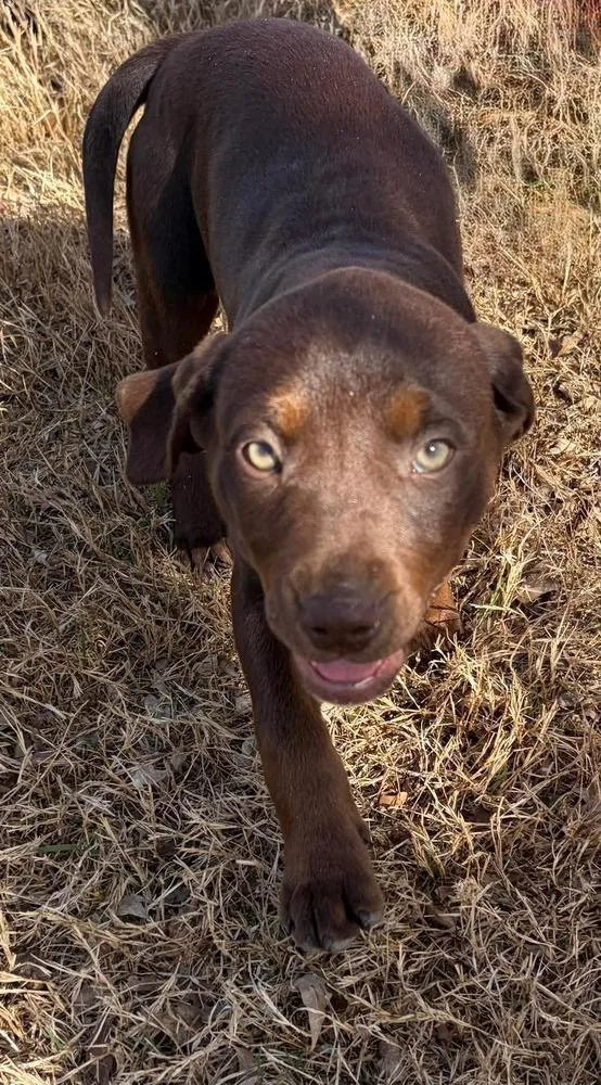 A baby medium-sized female Brown / Chocolate Pit Bull Terrier dog named Clover for adoption in Shawnee, OK