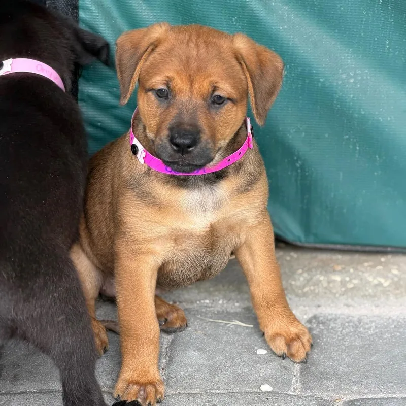 A baby medium-sized female Red / Chestnut / Orange Labrador Retriever dog named Ocean for adoption in Wellington, FL