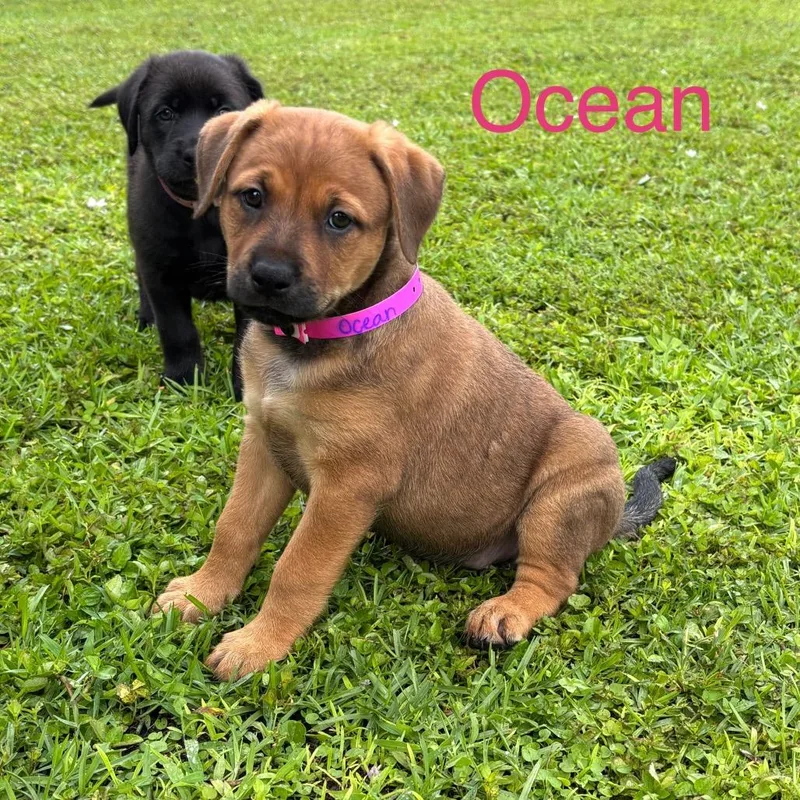 Ocean thumbnail 3