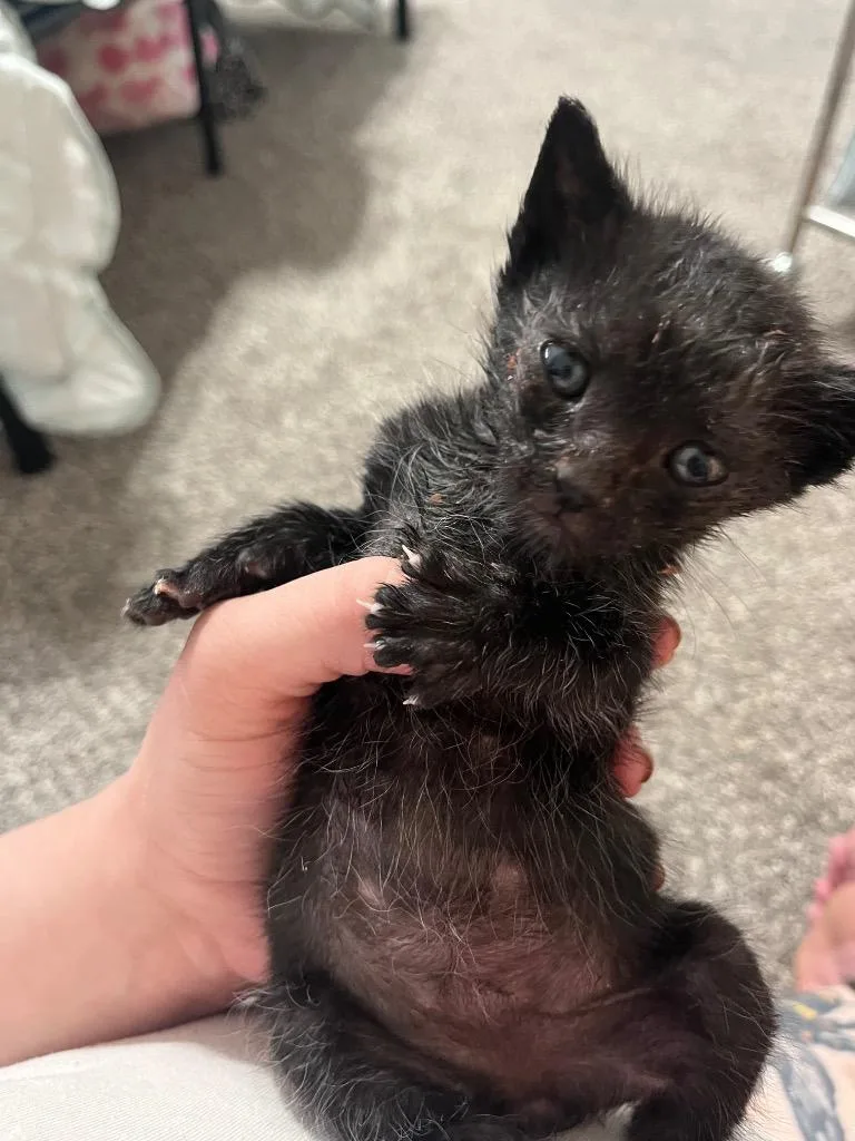 A baby medium-sized male Domestic Short Hair cat named Midi for adoption in Spring, TX