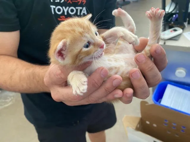 A baby medium-sized male Domestic Short Hair cat named Simba for adoption in Dallas, TX