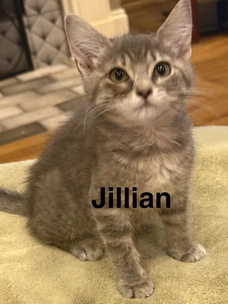 A baby medium-sized female Domestic Short Hair cat named Jillian for adoption in Saint Francisville, LA