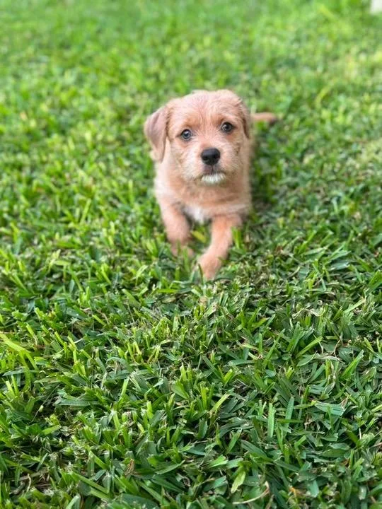 A baby medium-sized female Terrier dog named Harper for adoption in San Antonio, TX