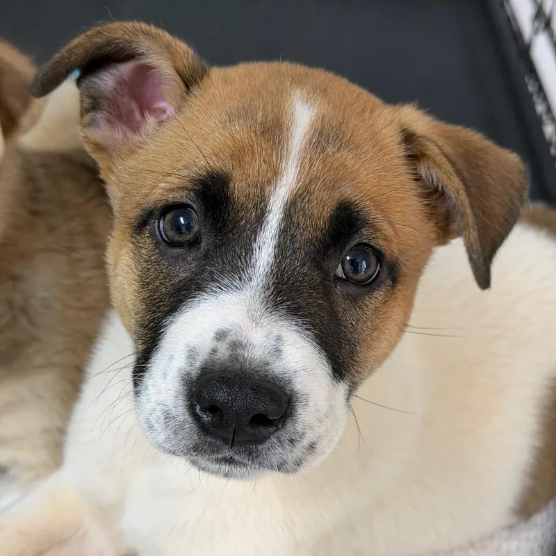A baby medium-sized female White / Cream German Shepherd Dog dog named Mclynn for adoption in Brownsboro, AL