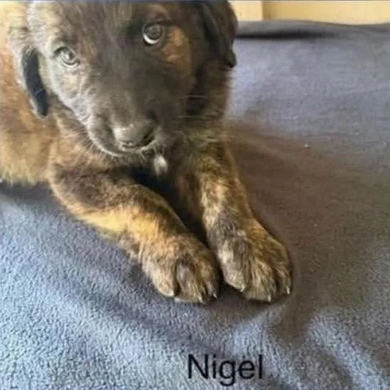 A baby medium-sized male Brindle Mixed Breed dog named Nigel for adoption in Alexandria, VA