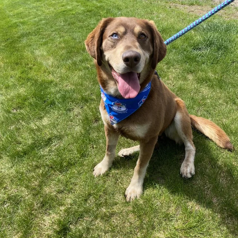 An adult large-sized male Brown / Chocolate Mixed Breed dog named Charlie Brown for adoption in Spokane, WA