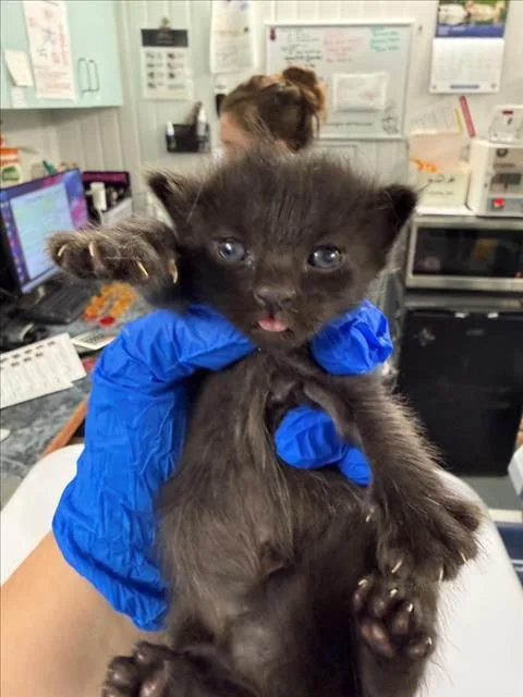 A baby medium-sized female Black Domestic Short Hair cat named Hannah Wells for adoption in Woodland, CA