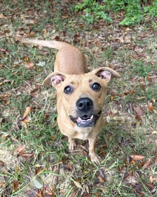An adult medium-sized female Terrier dog named Taelyn for adoption in Mocksville, NC