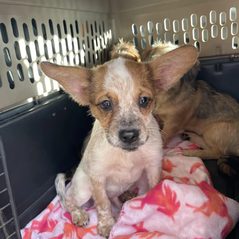 A baby small-sized male Cattle Dog dog named Carver for adoption in Gainesville, VA